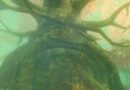 [Soluce] Zelda Tears of the Kingdom : Comment entrer dans la Forêt Korogu ?
